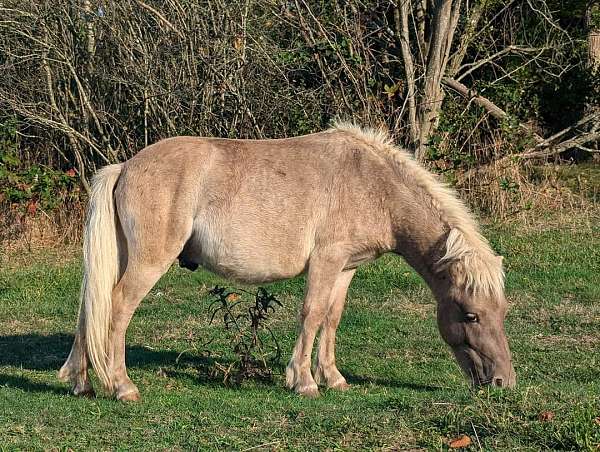 miniature-horse