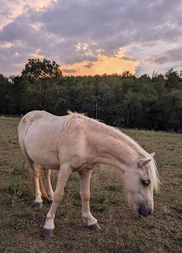 amhr-palomino-horse