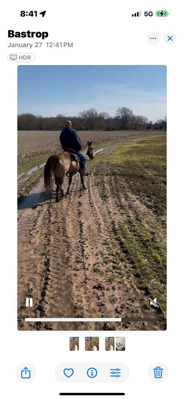 buckskin-na-horse