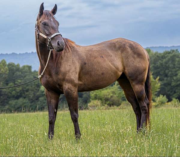 dun-aqha-mare-broodmare