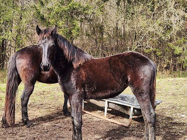 friesian-filly