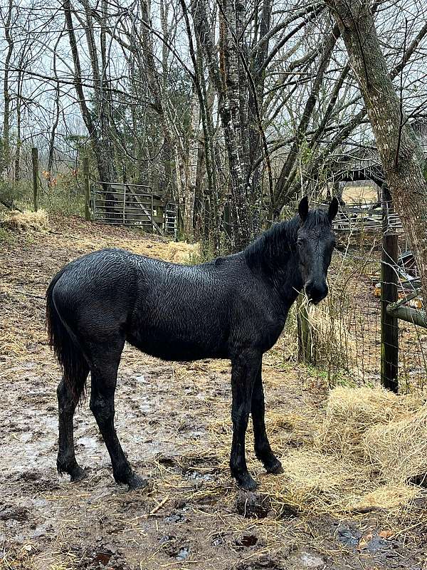 friesian-horse-for-sale