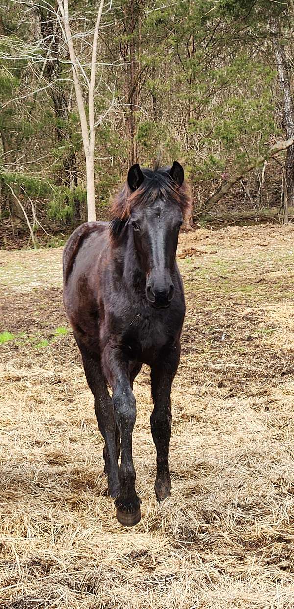 age-friesian-horse