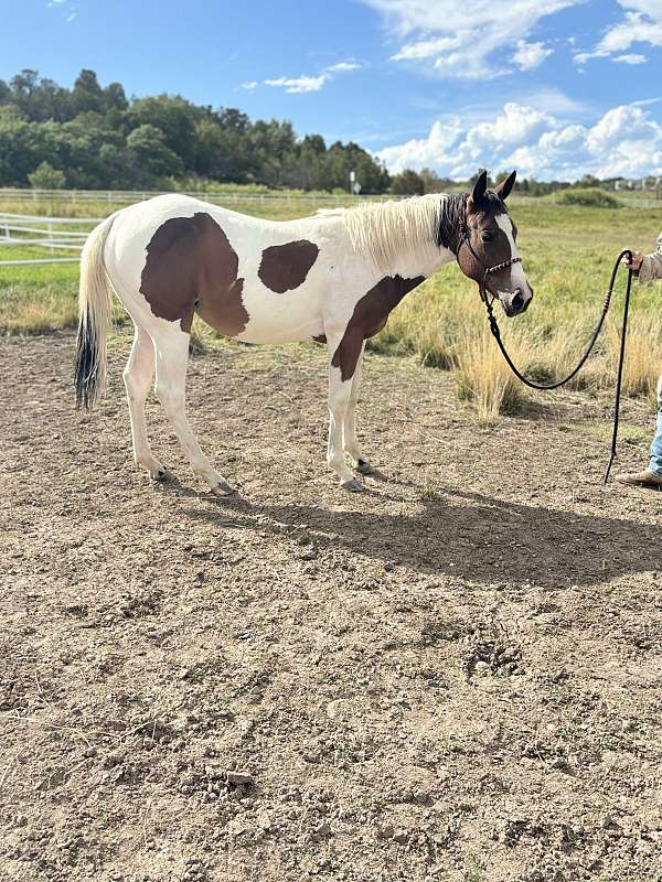 tobiano-bay-white-horse