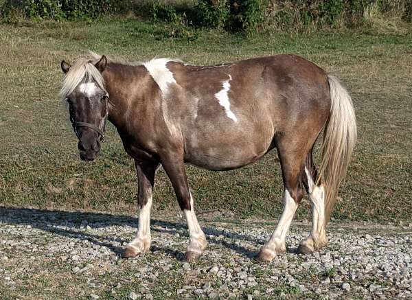 champion-appaloosa-pinto-horse