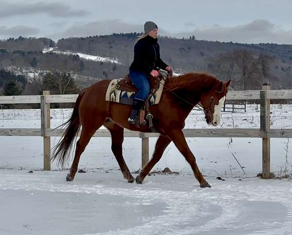 apha-paint-horse