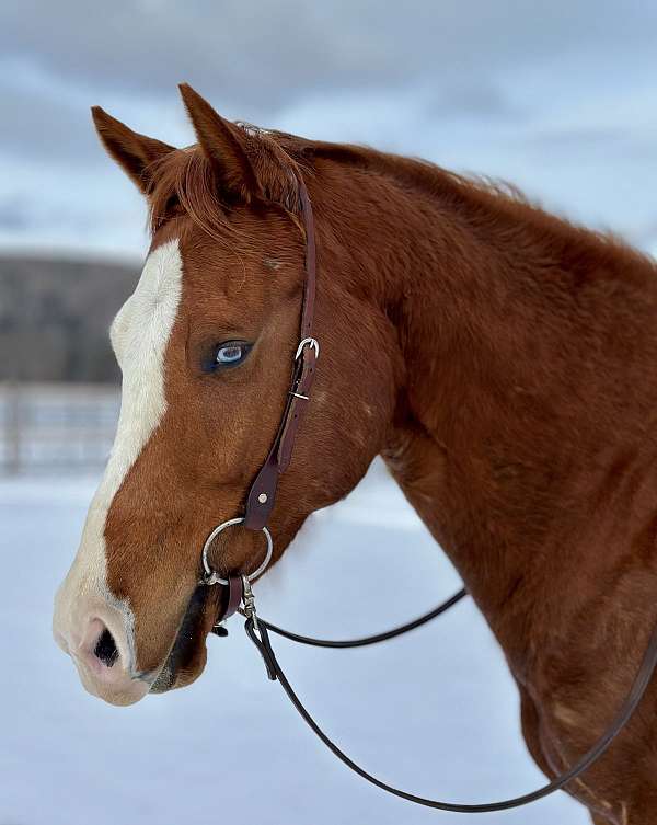 overo-western-dressage-horse