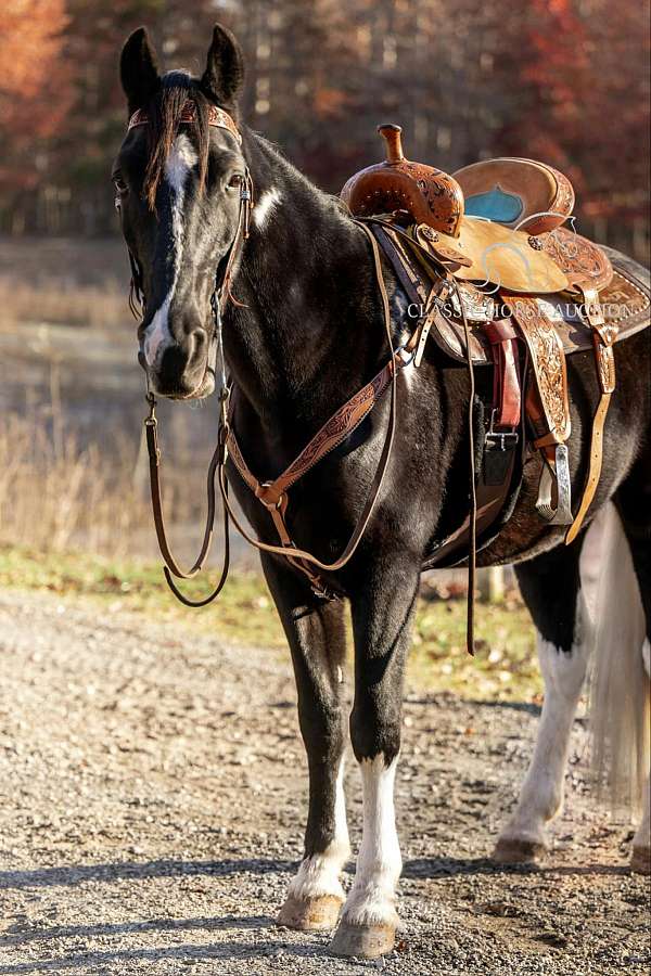 atv-spotted-saddle-horse