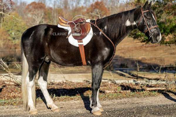 blaze-spotted-saddle-horse