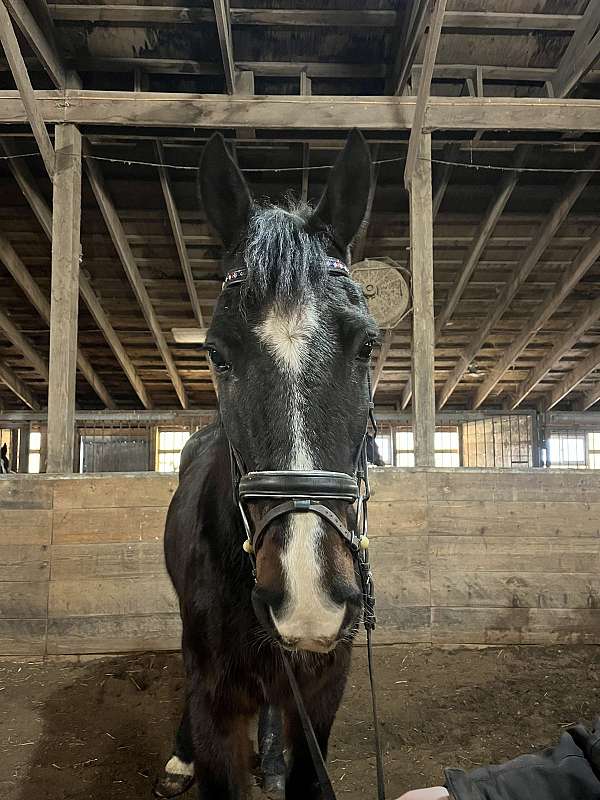 beginner-morgan-horse