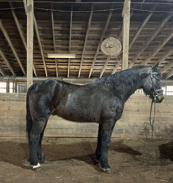 dressage-morgan-horse