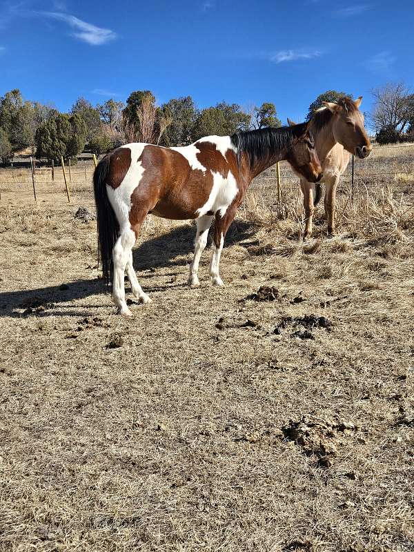 tobiano-horse