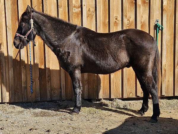 all-around-tennessee-walking-horse