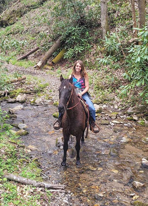 athletic-tennessee-walking-horse