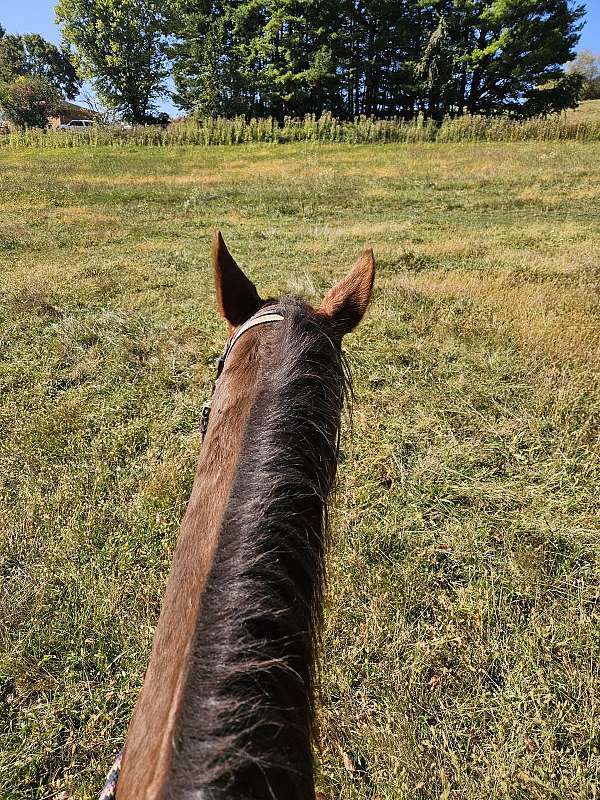 english-pleasure-saddlebred-horse