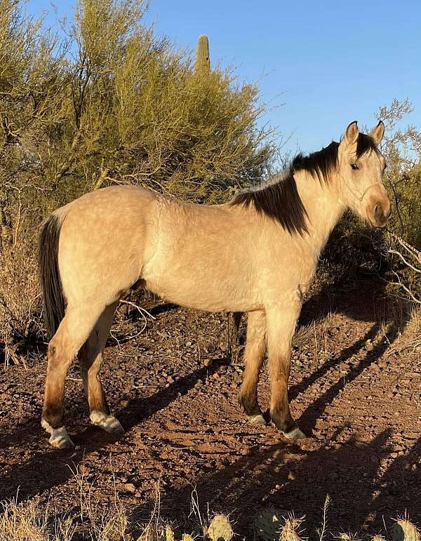 15-hand-quarter-horse-colt