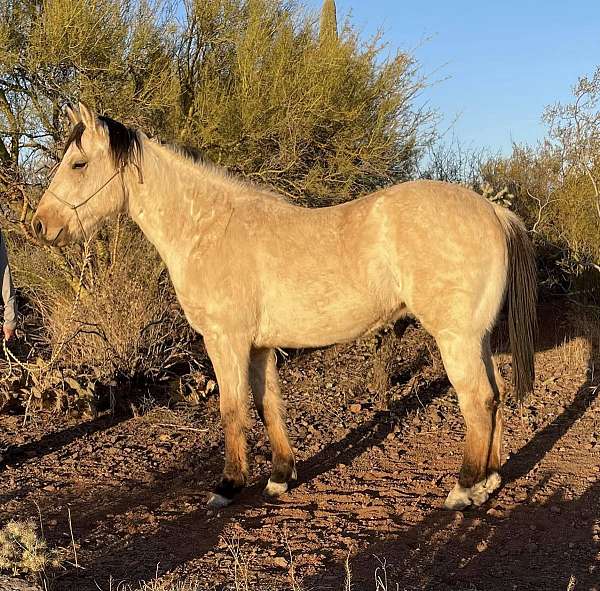 15-hand-quarter-horse