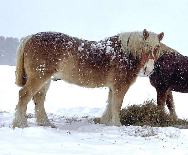 draft-working-belgian-horse