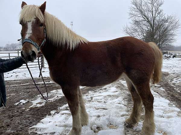 draft-working-gelding