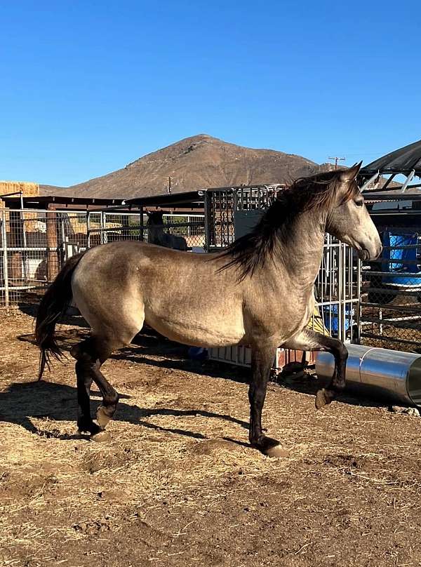 andalusian-horse