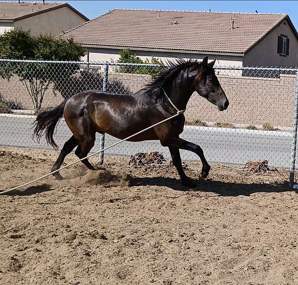 andalusian-horse-for-sale