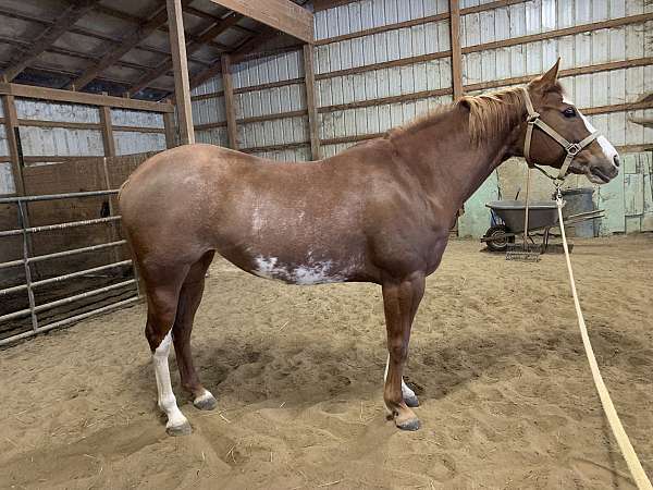 paint-horse-for-sale