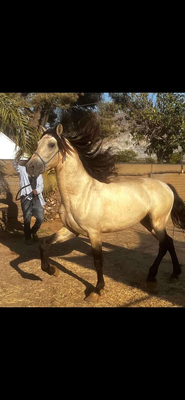 andalusian-stallion