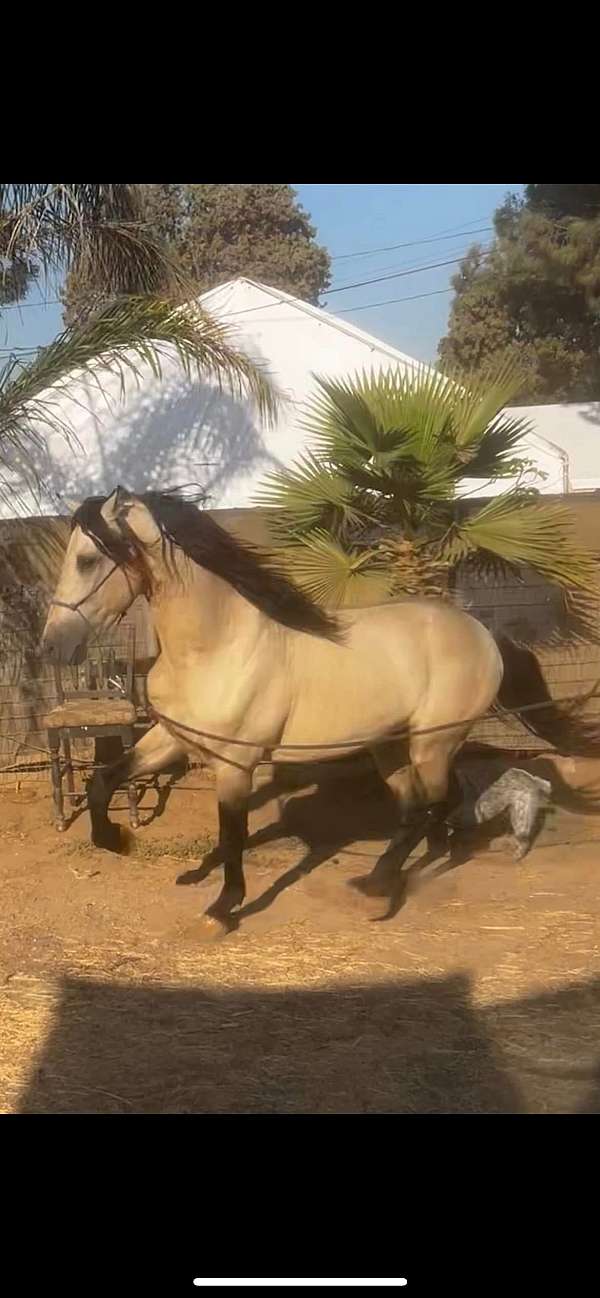 andalusian-horse-for-sale