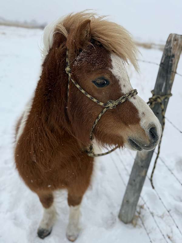 8-hand-paint-pony