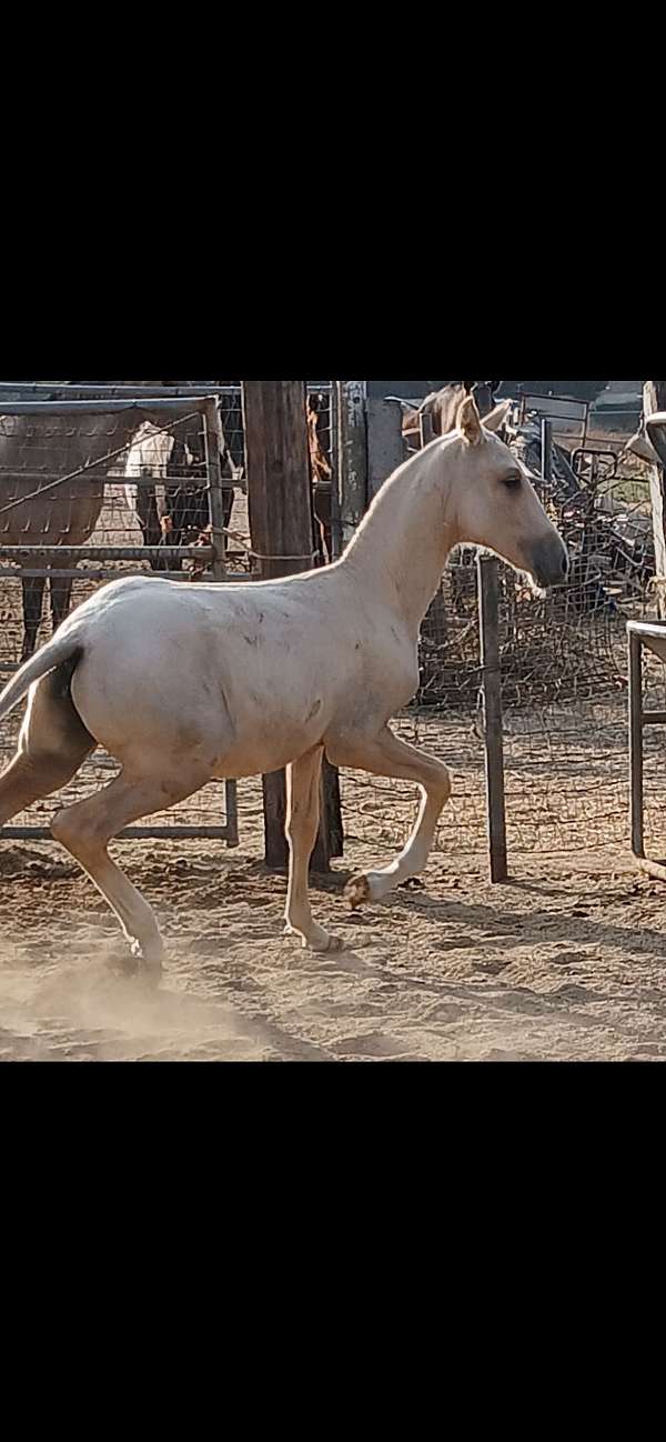 andalusian-horse-for-sale