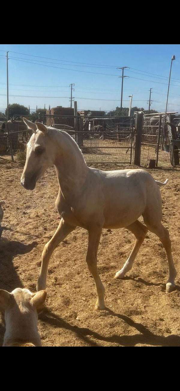 andalusian-filly