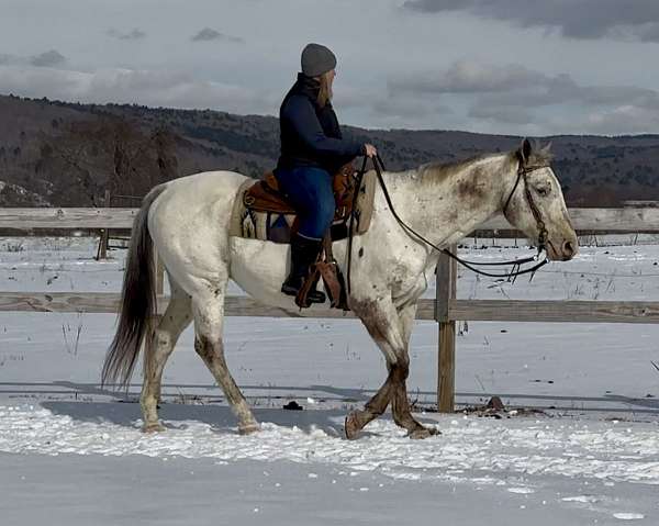 spotted-horse