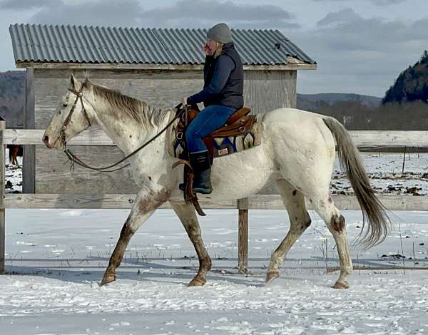 white-spotted-horse