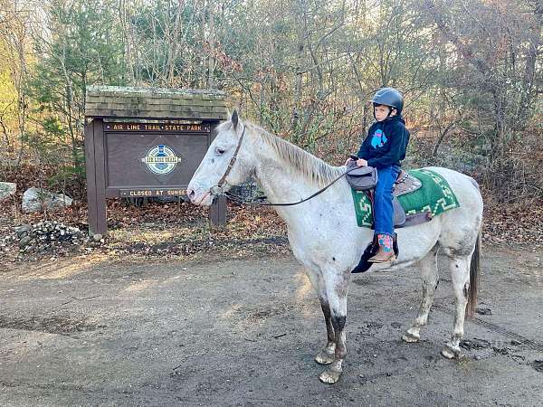 lesson-appaloosa-horse