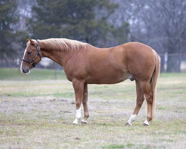 all-around-quarter-horse