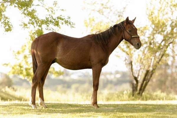 athletic-quarter-horse