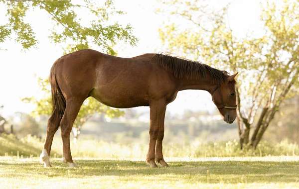 barrel-racing-quarter-horse