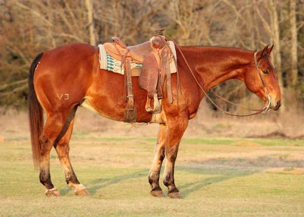 all-around-quarter-horse