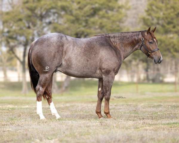 athletic-quarter-horse