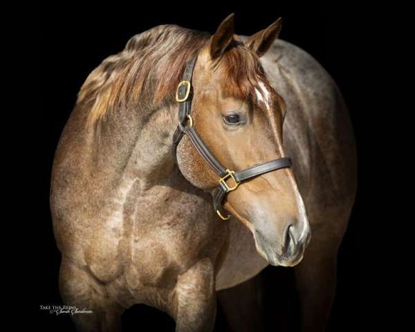 breeding-quarter-horse