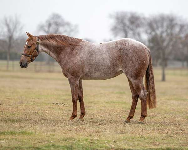 athletic-quarter-horse