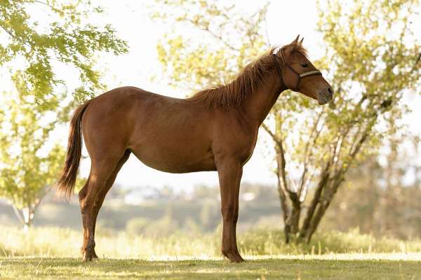 athletic-quarter-horse