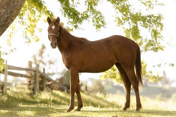 barrel-racing-quarter-horse