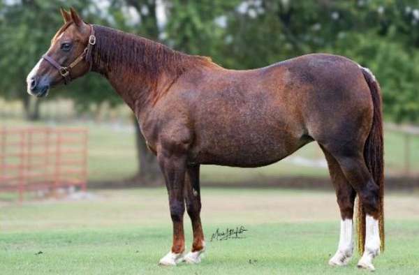 athletic-quarter-horse