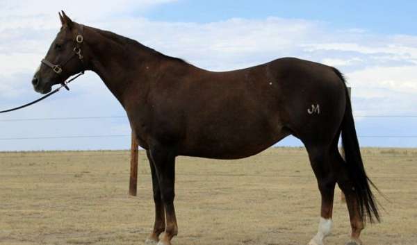 breeding-quarter-horse