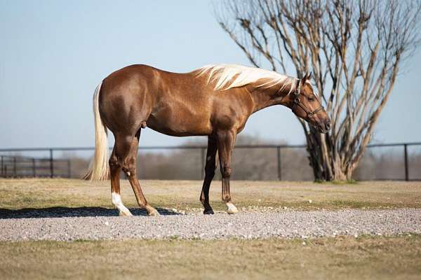 athletic-quarter-horse