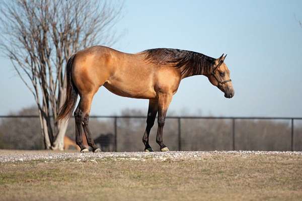 athletic-quarter-horse