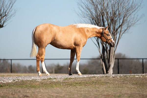 athletic-quarter-horse