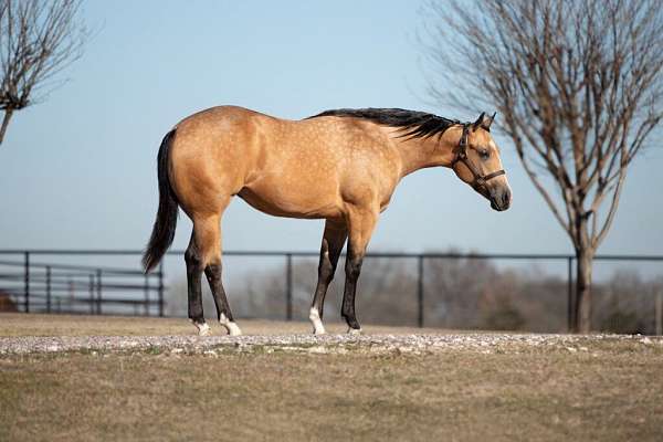 athletic-quarter-horse