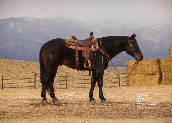 athletic-quarter-horse